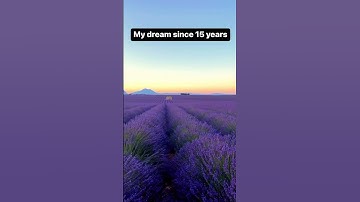 Thumbnail of These lavender fields bloom in France only in July!