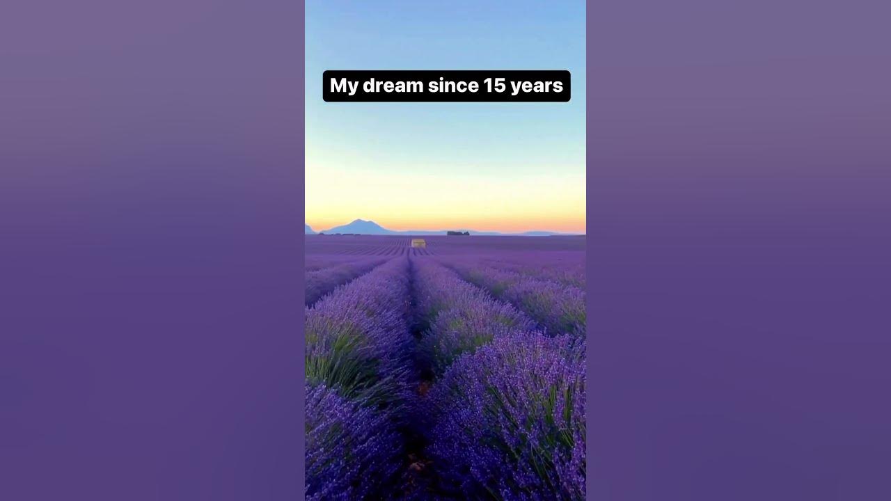 These lavender fields bloom in France only in July!