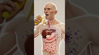 3d animation of gut#youtubeshorts #3d #3danimation #shorts digital Health Wisdom