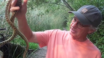 King and Gopher Snakes - New Tertiary Fun To See