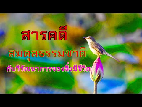 สารคดี สมดุลธรรมชาติ กับวิวัฒนาการของสิ่งมีชีวิต