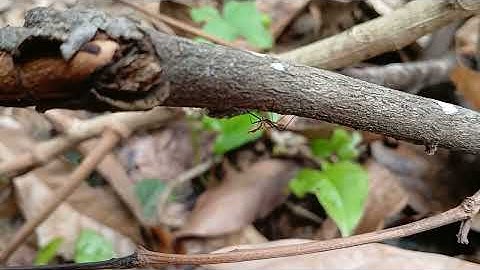 Tiny Predator: Assassin Bug Nymph Hiding Beneath a Branch