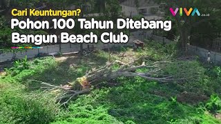 Pohon Berusia 100 Tahun Ditebang Demi Bangun Beach Club di Bali Tuai Kecaman