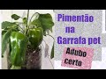 Como ter sucesso no cultivo do PIMENTÃO em Garrafa Pet  ADUBAÇÃO PERFEITA 🙌🙌🔝🔝🔝