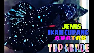 Download Lagu JENIS IKAN CUPANG AVATAR TOP GRADE MP3 Download Lagu JENIS IKAN CUPANG AVATAR TOP GRADE MP3
