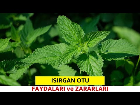 Isırgan Otunun Faydaları, Ve Zararları. - Pratik Bilgi Bankası