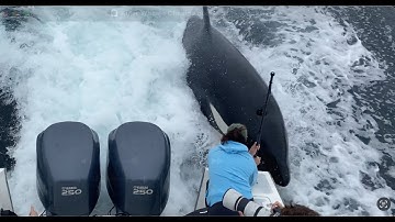 Killer Whales Chasing our Boat! Is it an "Attack", or Something less Sinister?
