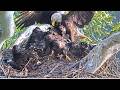 US Steel Eagles ~ 2 Morning Deliveries! MAZ SELF FEEDS ON WHOLE FISH! IRV Feeds Hutch & Sid! 5.17.26