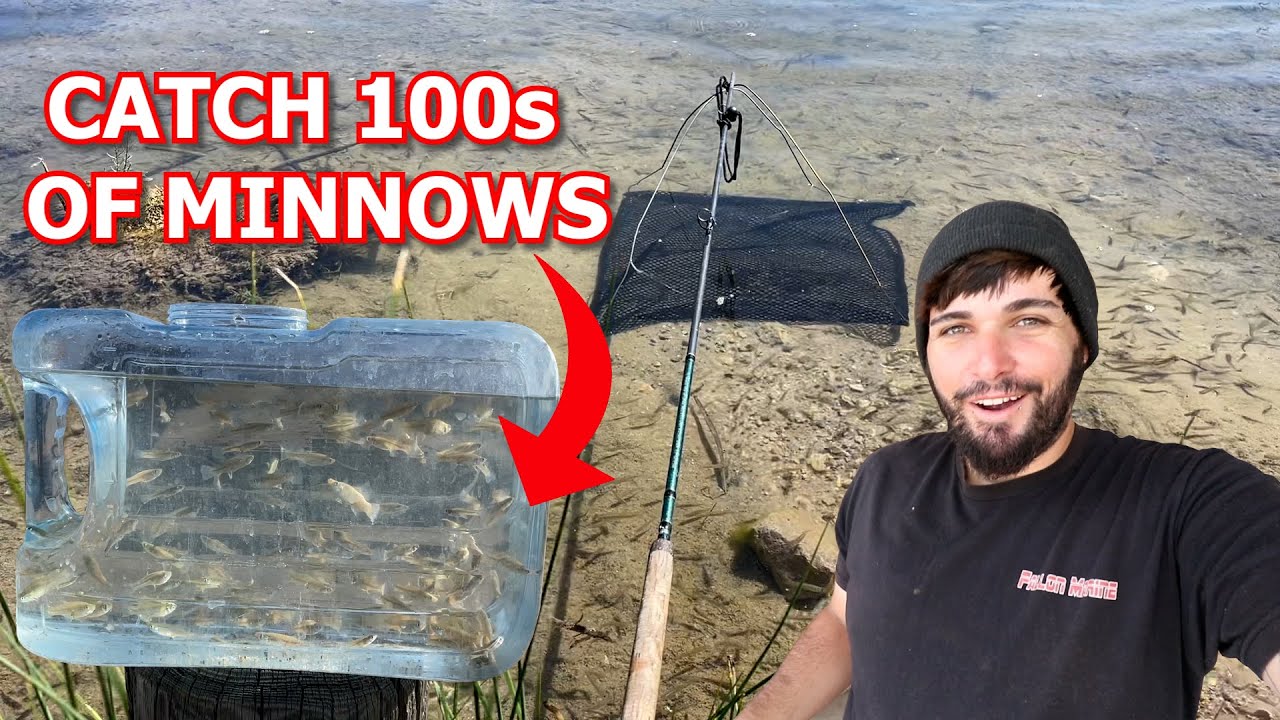 How To Make A Minnow Net, EASIEST WAY TO CATCH MINNOWS!! 