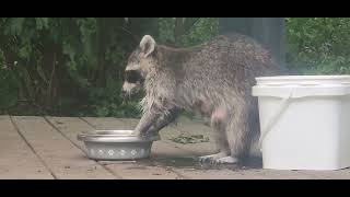 Wed. morning very hungry Momma Raccoons