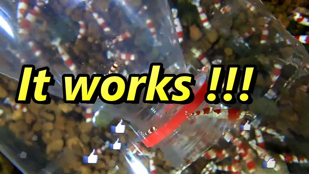 How To Make A Cola Bottle Shrimp Trap - Shrimp Keeping 