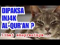 DIPAKSA INJ4K QURAN ? LIHAT REAKSI KUCING INI | Adab Beberapa Hewan terhadap Alquran