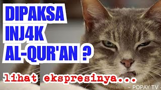 DIPAKSA INJ4K QURAN ? LIHAT REAKSI KUCING INI | Adab Beberapa Hewan terhadap Alquran