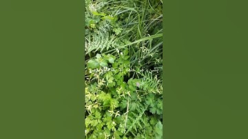 آيات الكرسي بصوت الشيخ القارئ سعد الغامدي