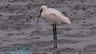 2017 11 30 福岡市西区・今津干潟のクロツラヘラサギ