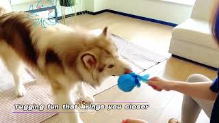 Christmas Dog Toy for Large Dogs | Interactive Squeaky Plush Toy & Training Chew 🎄🐶