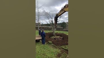 Transplanting a tree part 2