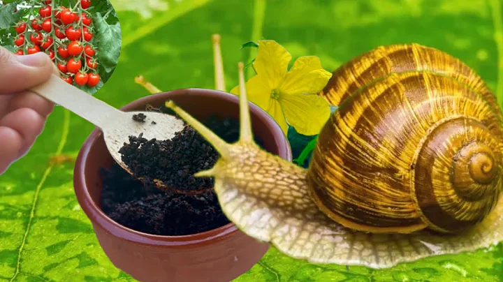 Doing This ONE THING Eliminates 90% of PEST PROBLEMS in the Garden!!!