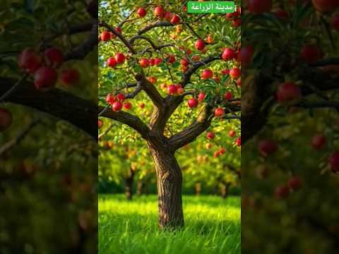 شجرة التفاح الرائعة زراعة