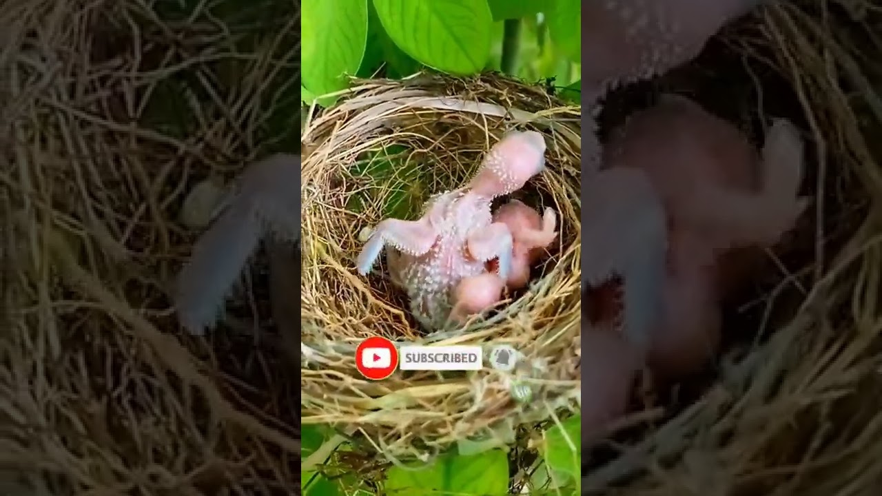 The big baby bird is killing the little one😨 shorts YouTube