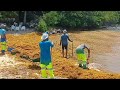EN IMAGES. Échouement massif de sargasses à Shoelcher