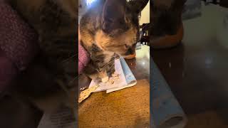 Baby Cat Eats Matzah!