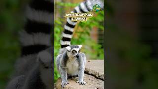 Why Do Lemurs Sing At Sunrise?