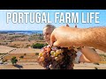 The amazing grape harvest and sharing with neighbors  portugal farm life