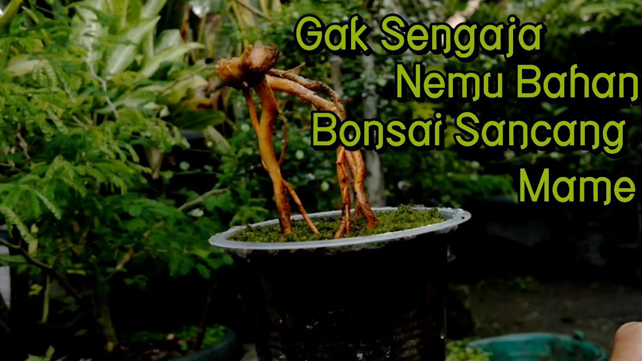 Gak sengaja Nemu bahan bonsai dari akar  Sancang YouTube