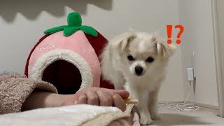 おやつ持ったまま寝てみた by 犬のこっちゃん、猫のなっちゃん 164 views 1 month ago 4 minutes, 54 seconds