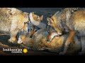 How wolves use complex body language to communicate  carpathian predators  smithsonian channel