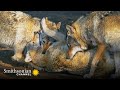 Wolf Behavior and Social Structure