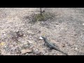 Chichen Itza Iguana