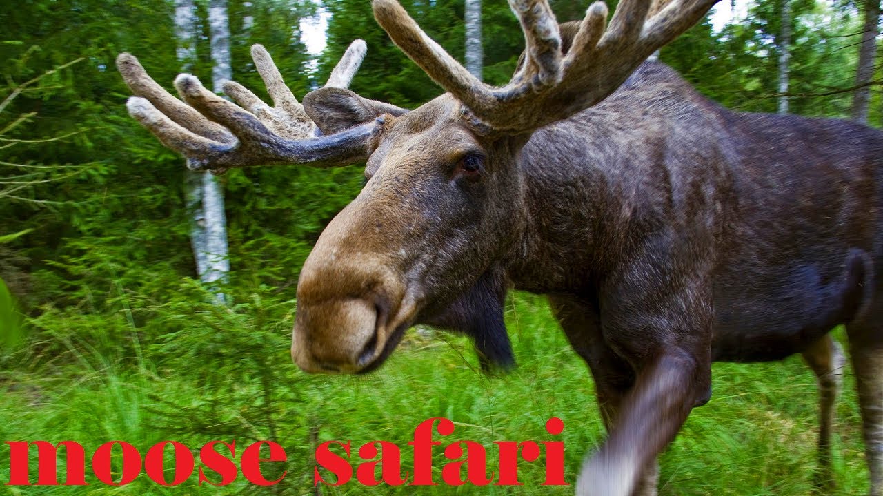 moose safari sweden