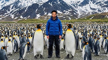 Inside World’s Biggest Penguin Colony in Sub Antarctic 🇬🇸🇦🇶