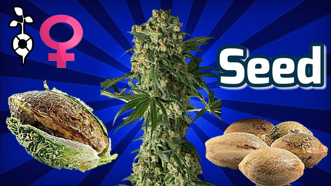 COMO PRODUZIR SEMENTE FEMINIZADA - CUPOM 10%OFF NO TEXTO - MACONHA - CANNABIS - CULTIVO INDOOR- GROW