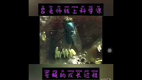 蒼蠅的成長過程 - 天天要聞
