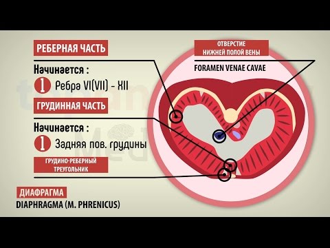 Video: Diafragma: Anatomija, Funkcija, Diagrama, Sąlygos Ir Simptomai