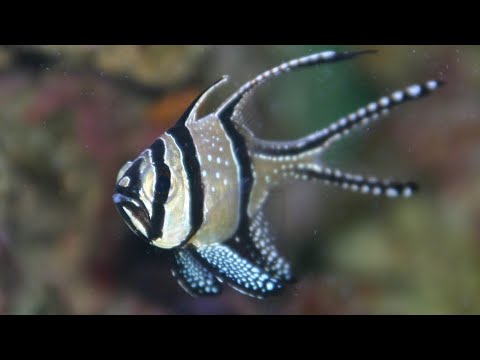 Vídeo: Dartfish