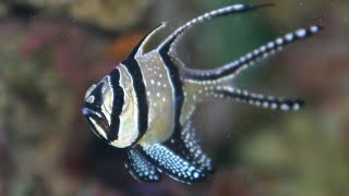 Facts: The Banggai Cardinalfish screenshot 2