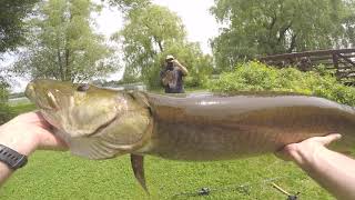 GIANT MUSKY!!! Downtown Ottawa Bank Fishing