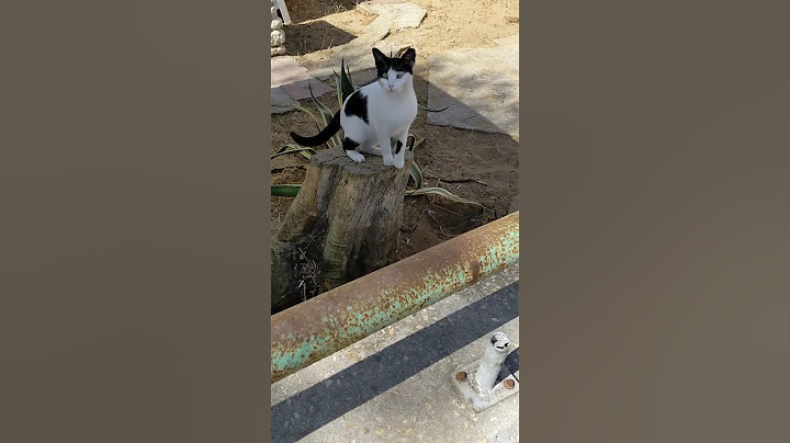 Кот сел на пенёк. Это мой пенёк. Кот, гони косарь 😸 Funny stray cats. Kucing lucu. Gatos graciosos