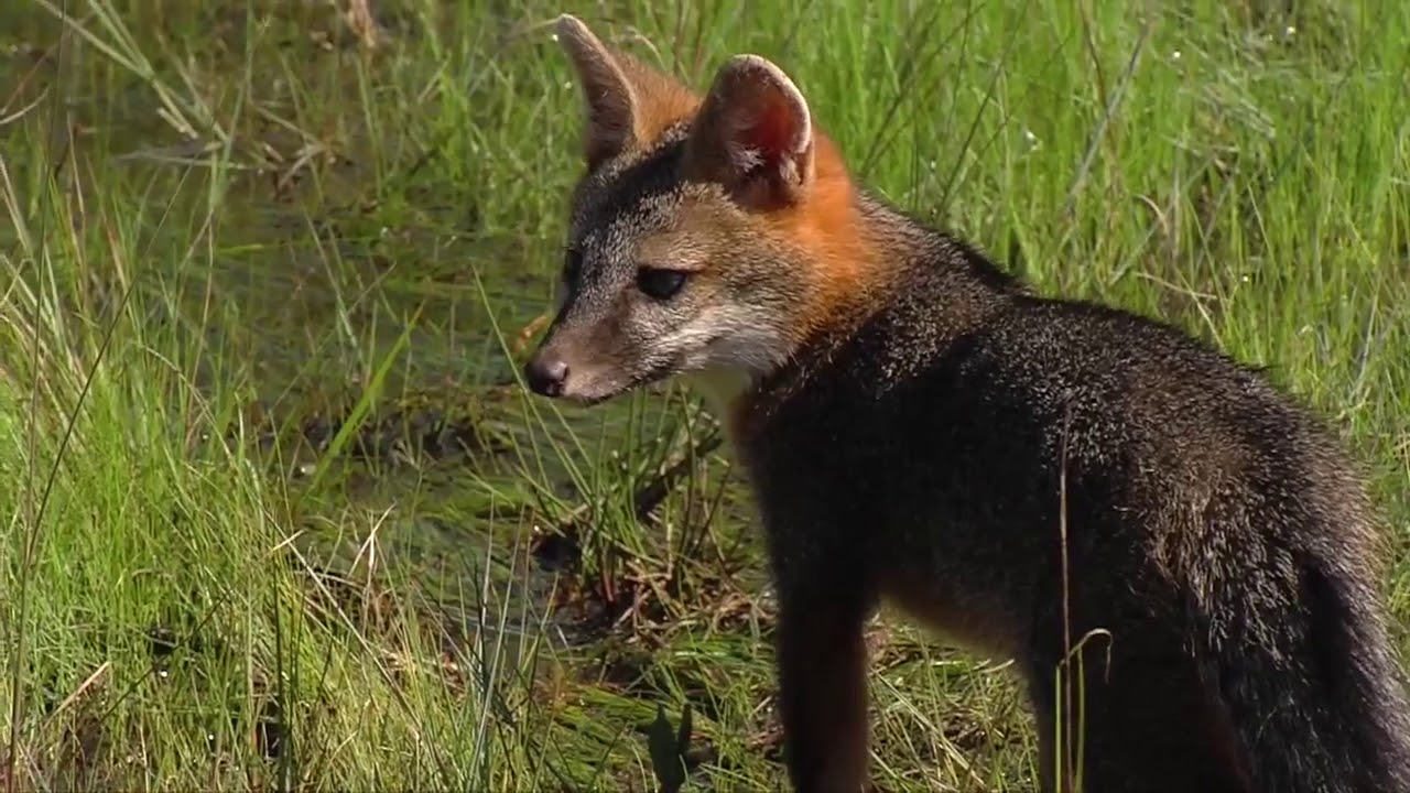 vero beach weather Foxes released