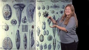 Julie Theriot (Stanford, HHMI) 3: Evolution of a Dynamic Cytoskeleton