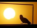 ESPECTACULARES IMÁGENES DEL ECLIPSE TOTAL DEL SOL 9 DE MARZO DE 2016 (video)