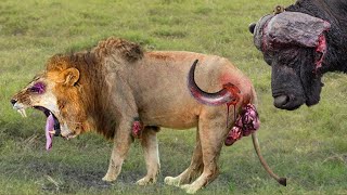 Lions Failed To Control Buffalo - Fearless Elephant Rescue Buffalo From 100 Lions Hunting, ALONE!!!