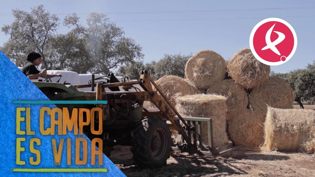 Se acabó la época de rastrojo en Manchita | El campo es vida