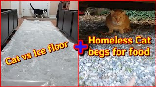 do cats walk on crushed ice ? PLUS Homeless ginger cat came back for more food 🙀 by Red Bwoy TV ANIMALS 7,837 views 3 years ago 3 minutes, 54 seconds