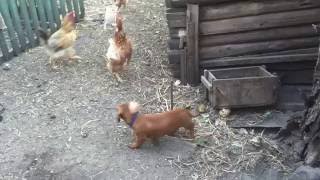 Супер прикольное видео Курица атакует щенка Курица клюнула щенка таксы Супер прикольное видео Курица атакует щенка Курица клюнула щенка таксы
