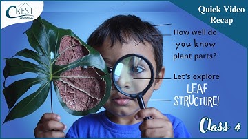 How Plants Adapt to Their Environment | Class 4 Science Olympiad Prep Guide